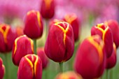 KEUKENHOF GARDENS, HOLLAND: THE NETHERLANDS - CLOSE UP PLANT PORTRAIT OF THE RED AND YELLOW FLOWER OF A TULIP - TULIPA FLYING DRAGON - BULB, BULBS, PINK, FLOWERS, MAY, SPRING