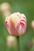 KEUKENHOF GARDENS, HOLLAND: THE NETHERLANDS - CLOSE UP PLANT PORTRAIT OF THE PINK AND YELLOW FLOWER OF A TULIP - TULIPA REMBRANDT - BULB, BULBS, PINK, FLOWERS, MAY, SPRING
