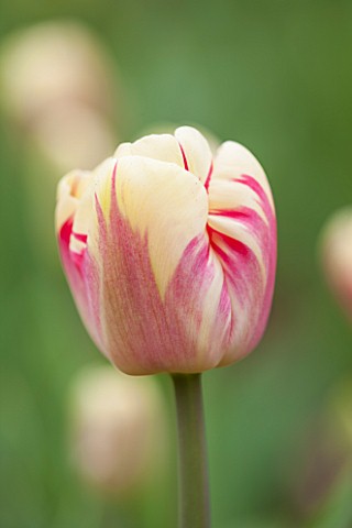 KEUKENHOF_GARDENS_HOLLAND_THE_NETHERLANDS__CLOSE_UP_PLANT_PORTRAIT_OF_THE_PINK_AND_YELLOW_FLOWER_OF_