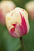 KEUKENHOF GARDENS, HOLLAND: THE NETHERLANDS - CLOSE UP PLANT PORTRAIT OF THE PINK AND YELLOW FLOWER OF A TULIP - TULIPA REMBRANDT - BULB, BULBS, PINK, FLOWERS, MAY, SPRING