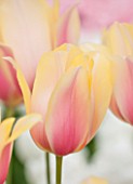 KEUKENHOF GARDENS, HOLLAND: THE NETHERLANDS - CLOSE UP PLANT PORTRAIT OF PINK AND YELLOW FLOWER OF A SINGLE LATE TULIP - TULIPA  BLUSHNG LADY - BULB, BULBS, FLOWERS, MAY, SPRING