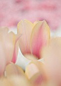 KEUKENHOF GARDENS, HOLLAND: THE NETHERLANDS - CLOSE UP PLANT PORTRAIT OF PINK AND YELLOW FLOWER OF A SINGLE LATE TULIP - TULIPA  BLUSHNG LADY - BULB, BULBS, FLOWERS, MAY, SPRING