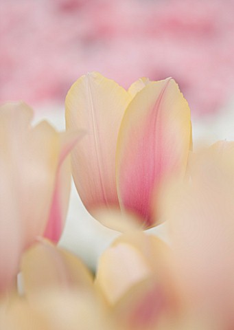 KEUKENHOF_GARDENS_HOLLAND_THE_NETHERLANDS__CLOSE_UP_PLANT_PORTRAIT_OF_PINK_AND_YELLOW_FLOWER_OF_A_SI