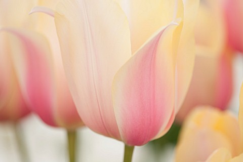 KEUKENHOF_GARDENS_HOLLAND_THE_NETHERLANDS__CLOSE_UP_PLANT_PORTRAIT_OF_PINK_AND_YELLOW_FLOWER_OF_A_SI