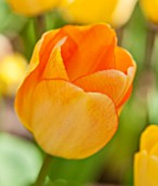 KEUKENHOF GARDENS, HOLLAND: THE NETHERLANDS - CLOSE UP PLANT PORTRAIT OF ORANGE FLOWER OF TULIP - TULIPA DAYDREAM - BULB, BULBS, FLOWERS, MAY, SPRING, DARWIN HYBRID