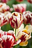 KEUKENHOF GARDENS, HOLLAND: THE NETHERLANDS - CLOSE UP PLANT PORTRAIT OF RED AND WHITE FLOWER OF TULIP - TULIPA GRAND PERFECTION - BULB, BULBS, FLOWERS, MAY, SPRING, TRIUMPHATOR