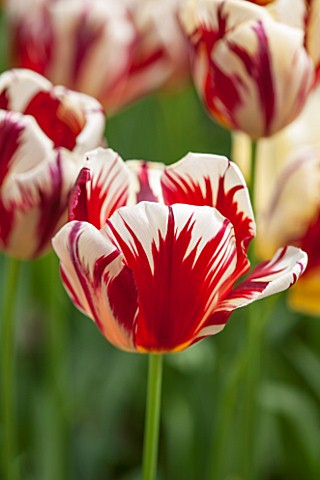 KEUKENHOF_GARDENS_HOLLAND_THE_NETHERLANDS__CLOSE_UP_PLANT_PORTRAIT_OF_RED_AND_WHITE_FLOWER_OF_TULIP_