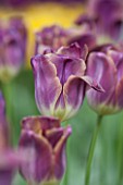 KEUKENHOF GARDENS, HOLLAND: THE NETHERLANDS - CLOSE UP PLANT PORTRAIT OF MAUVE FLOWER OF TULIP - TULIPA LEX - BULB, BULBS, FLOWERS, MAY, SPRING