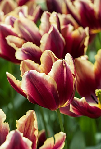 KEUKENHOF_GARDENS_HOLLAND_THE_NETHERLANDS__CLOSE_UP_PLANT_PORTRAIT_OF_BROWN_RED_AND_YELLOW_FLOWERS_O