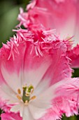 KEUKENHOF GARDENS, HOLLAND: THE NETHERLANDS - CLOSE UP PLANT PORTRAIT OF PINK FLOWER OF FRINGED TULIP - TULIPA GOOGLE  - BULB, BULBS, FLOWERS, MAY, SPRING, PALE PINK, FRILLY, FRILL