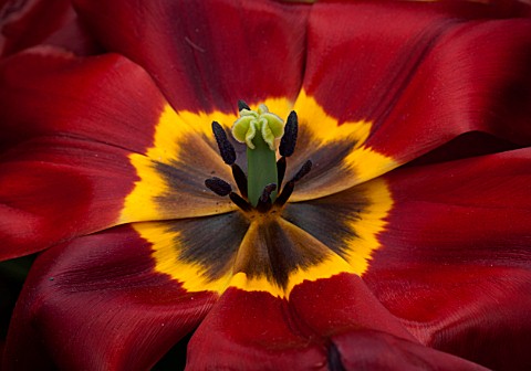 KEUKENHOF_GARDENS_HOLLAND_THE_NETHERLANDS__CLOSE_UP_PLANT_PORTRAIT_OF_DARK_RED_AND_YELLOW_FLOWER_OF_