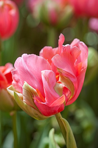 KEUKENHOF_GARDENS_HOLLAND_THE_NETHERLANDS__CLOSE_UP_PLANT_PORTRAIT_OF_PINK_AND_GREEN_FLOWER_OF_DOUBL