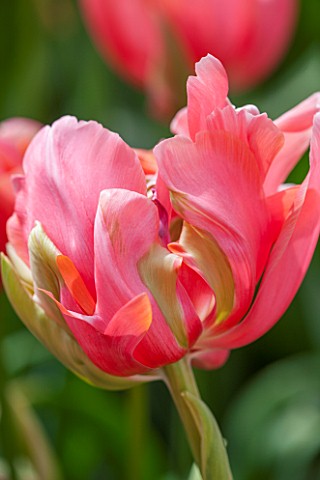 KEUKENHOF_GARDENS_HOLLAND_THE_NETHERLANDS__CLOSE_UP_PLANT_PORTRAIT_OF_PINK_AND_GREEN_FLOWER_OF_DOUBL