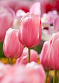 KEUKENHOF GARDENS, HOLLAND: THE NETHERLANDS - CLOSE UP PLANT PORTRAIT OF PINK FLOWER OF SINGLE LATE TULIP - TULIPA MENTON - BULB, BULBS, FLOWERS, MAY, SPRING