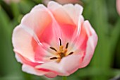 KEUKENHOF GARDENS, HOLLAND: THE NETHERLANDS - CLOSE UP PLANT PORTRAIT OF PINK FLOWER OF SINGLE LATE TULIP - TULIPA BELE DU MONDE - BULB, BULBS, FLOWERS, MAY, SPRING