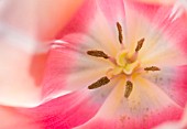 KEUKENHOF GARDENS, HOLLAND: THE NETHERLANDS - CLOSE UP PLANT PORTRAIT OF PINK FLOWER OF SINGLE LATE TULIP - TULIPA BELE DU MONDE - BULB, BULBS, FLOWERS, MAY, SPRING