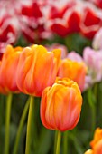 KEUKENHOF GARDENS, HOLLAND: THE NETHERLANDS - CLOSE UP PLANT PORTRAIT OF ORANGE FLOWER OF SINGLE LATE TULIP - TULIPA DORDOGNE - BULB, BULBS, FLOWERS, MAY, SPRING