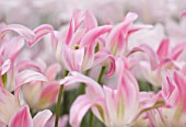 KEUKENHOF GARDENS, HOLLAND: THE NETHERLANDS - CLOSE UP PLANT PORTRAIT OF PINK AND WHITE FLOWER OF VIRIDIFLORA TULIP - TULIPA FORMOSA - BULB, BULBS, FLOWERS, MAY, SPRING