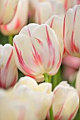 KEUKENHOF GARDENS, HOLLAND: THE NETHERLANDS - CLOSE UP PLANT PORTRAIT OF PINK AND WHITE FLOWER OF SINGLE LATE TULIP - TULIPA CAMARQUE - BULB, BULBS, FLOWERS, MAY, SPRING
