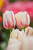 KEUKENHOF GARDENS, HOLLAND: THE NETHERLANDS - CLOSE UP PLANT PORTRAIT OF PINK AND WHITE FLOWER OF SINGLE LATE TULIP - TULIPA CAMARQUE - BULB, BULBS, FLOWERS, MAY, SPRING