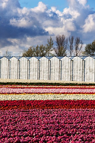 THE_NETHERLANDS___FIELDS_OF_TULIPS_IN_SPRING__HOLLAND_BULB_FIELD_FIELDS_GREENHOUSES_GLASSHOUSES_APRI