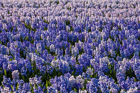THE_NETHERLANDS___FIELD_OF_BLUE_HYACINTHS_IN_SPRING__HOLLAND_BULB_FIELD_FIELDS_APRIL_MAY_FLOWERS_SHE