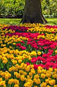 KEUKENHOF GARDENS, HOLLAND: THE NETHERLANDS - YELLOW AND RED FLOWERS OF DOUBLE EARLY TULIPS TULIPA FLASHPOINT AND TULIPA MONTE CARLO - SPRING, BULB, BULBS, FLOWER, TREE