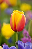 KEUKENHOF GARDENS, HOLLAND: THE NETHERLANDS - PLANT PORTRAIT OF THE ORANGE AND YELLOW FLOWER OF THE TULIP - TULIPA WORLD PEACE - FLOWERS, BULB, BULBS, SPRING