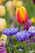 KEUKENHOF GARDENS, HOLLAND: THE NETHERLANDS - ORANGE AND YELLOW FLOWER OF THE TULIP - TULIPA WORLD PEACE - WITH BLUE FLOWERS OF ANEMONE CORONARIA MR FOKKER. BULB, BULBS, SPRING