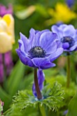 KEUKENHOF GARDENS, HOLLAND: THE NETHERLANDS - PLANT PORTRAIT OF THE BLUE FLOWER OF ANEMONE CORONARIA MR FOKKER. SPRING, BULB, APRIL, MAY,BULBS