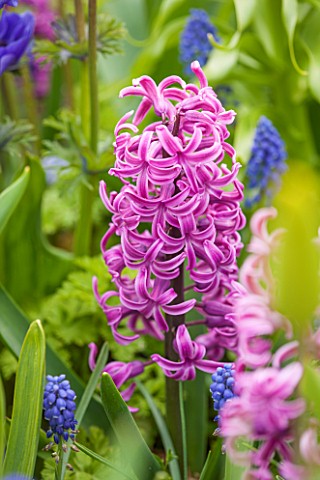 KEUKENHOF_GARDENS_HOLLAND_THE_NETHERLANDS__CLOSE_UP_PLANT_PORTRAIT_OF_THE_PINK_FLOWER_OF_A_HYACINTH_