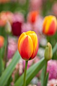 KEUKENHOF GARDENS, HOLLAND: THE NETHERLANDS - CLOSE UP PLANT PORTRAIT OF TULIP - TULIPA WORLD PEACE - MAY, BULB, FLOWER, FLOWERS, PETALS, BULB, ORANGE, YELLOW