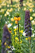 KEUKENHOF GARDENS, HOLLAND: THE NETHERLANDS - CLOSE UP PLANT PORTRAIT OF PURPLE FLOWER OF FRITILLARIA PERSICA  AND ORANGE FRITILLARIA. PLUM, BULB, BULBS, FLOWERING, MAY, SPRING