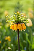KEUKENHOF GARDENS, HOLLAND: THE NETHERLANDS - CLOSE UP PLANT PORTRAIT OF ORANGE FLOWER OF FRITILLARIA YELLOW, BULB, BULBS, FLOWERING, MAY, SPRING