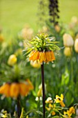 KEUKENHOF GARDENS, HOLLAND: THE NETHERLANDS - CLOSE UP PLANT PORTRAIT OF ORANGE FLOWER OF FRITILLARIA. YELLOW, BULB, BULBS, FLOWERING, MAY, SPRING