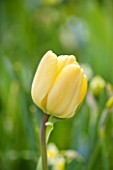 KEUKENHOF GARDENS, HOLLAND: THE NETHERLANDS - CLOSE UP PLANT PORTRAIT OF THE YELLOW FLOWER OF TULIP - TULIPA IVORY FLORADALE. BULB, BULBS, FLOWERING, MAY, SPRING, PETALS