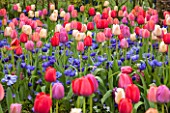 KEUKENHOF GARDENS, HOLLAND: THE NETHERLANDS - PLANT ASSOCIATION - SPRING - ANEMONE CORONARIA MR FOKKER, TULIPA BIG PRIDE MIXTURE. BULBS, MAY, PINK, RED, FLOWERS, FLOWERING
