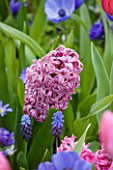 KEUKENHOF GARDENS, HOLLAND: THE NETHERLANDS - CLOSE UP PLANT PORTRAIT OF THE PINK FLOWER OF HYACINTH - HYACINTHUS MISS SAIGON. BULB, MAY, SPRING, FLOWERS, FRAGRANT, SCENT, SCENTED