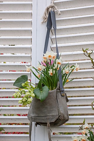 KEUKENHOF_GARDENS_HOLLAND_THE_NETHERLANDS__RECYCLING_GARDEN__OLD_SATCHEL_PLANTED_WITH_NARCISSI_AND_H