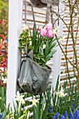 KEUKENHOF GARDENS, HOLLAND: THE NETHERLANDS - RECYCLING GARDEN - OLD SATCHEL PLANTED WITH NARCISSI AND TULIPS. NARCISSUS, CONTAINER, REUSED, RECYCLING, UPCYCLED, TRELLIS