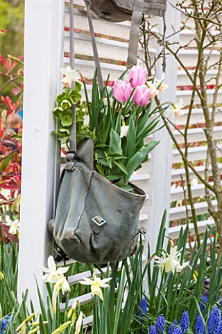 KEUKENHOF_GARDENS_HOLLAND_THE_NETHERLANDS__RECYCLING_GARDEN__OLD_SATCHEL_PLANTED_WITH_NARCISSI_AND_T