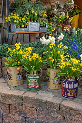 KEUKENHOF_GARDENS_HOLLAND_THE_NETHERLANDS__RECYCLING_GARDEN__OLD_FOOD_CANS_PLANTED_WITH_YELLOW_NARCI