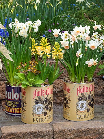 KEUKENHOF_GARDENS_HOLLAND_THE_NETHERLANDS__RECYCLING_GARDEN__OLD_OLIVE_CANS_PLANTED_WITH_NARCISSUS_A