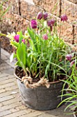 KEUKENHOF GARDENS, HOLLAND: THE NETHERLANDS - RECYCLING GARDEN - OLD METAL BUCKET PLANTED WITH TULIPS AND FRITILLARIA MELEAGRIS. CONTAINER, REUSED, RECYCLING, UPCYCLED