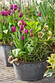 KEUKENHOF GARDENS, HOLLAND: THE NETHERLANDS - RECYCLING GARDEN - OLD METAL BUCKET PLANTED WITH TULIPS, HELLEBORES AND FRITILLARIA MELEAGRIS. CONTAINER, REUSED, RECYCLING, UPCYCLED