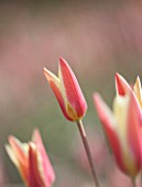HORTUS BULBORUM, LIMMEN, HOLLAND: CLOSE UP PLANT PORTRAIT OF THE PINK AND YELLOW FLOWER OF TULIP - TULIPA CLUSIANA PERSICA. BULB, SPRING, APRIL