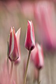 HORTUS BULBORUM, LIMMEN, HOLLAND: CLOSE UP PLANT PORTRAIT OF THE PINK AND CREAM FLOWER OF TULIP - TULIPA CLUSIANA DC - 1803.  BULB, SPRING, APRIL