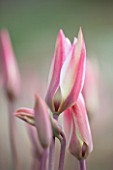 HORTUS BULBORUM, LIMMEN, HOLLAND: CLOSE UP PLANT PORTRAIT OF THE PINK AND CREAM FLOWER OF TULIP - TULIPA CLUSIANA CASHMERIANA..  BULB, SPRING, APRIL