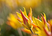 HORTUS BULBORUM, LIMMEN, HOLLAND: CLOSE UP PLANT PORTRAIT OF THE YELLOW AND ORANGE FLOWER OF TULIP - TULIPA KOLPAKOWSKIANA 1877.. BULB, SPRING, APRIL
