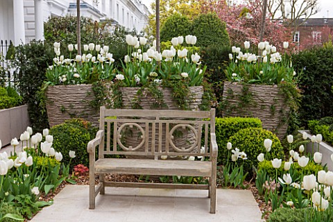 DESIGNER_STEPHEN_WOODHAMS_LONDON_FORMAL_TOWN_GARDEN_IN_SPRING_CONTAINERS_AND_WOODEN_BENCH__SEAT_WHIT